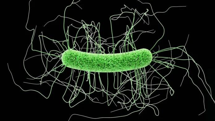 A computer rendering of Clostridioides difficile bacterium.