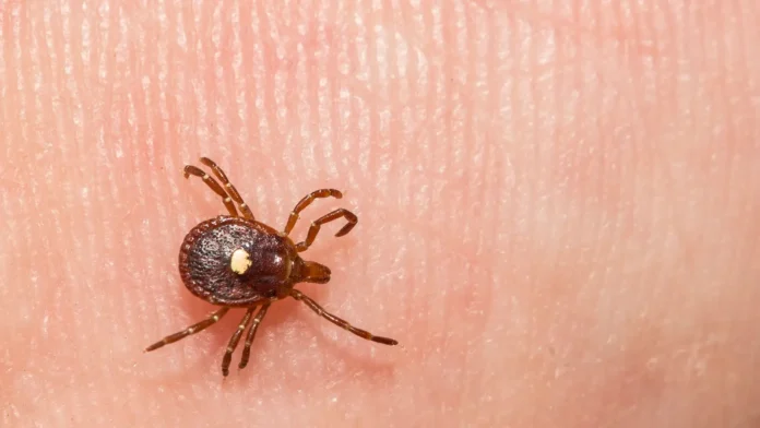 Study Warns on Alpha-Gal Syndrome and Blood Transfusions A photo of a lone star tick on skin.