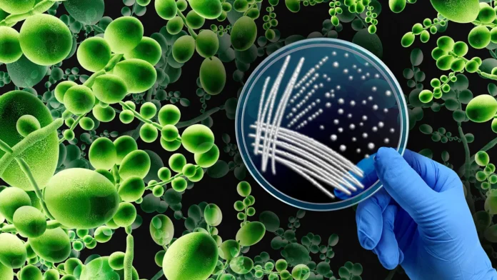 Multidrug-Resistant Yeast Often Transferred to Hospital Workers' Gloves, Gowns A computer rendering of Candidozyma auris fungi and a petri dish held in a blue rubber gloved hand.