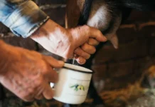 Girl Nearly Died After Drinking Raw Milk. The Unlicensed Farm Got Little Punishment. A photo of a male farmer milking a goat into a steel mug.